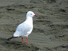 Mouette - Nouvelle-Zélande